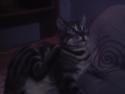 mi gato